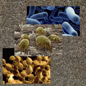 باکتریهای-در-فرش-قالیشویی